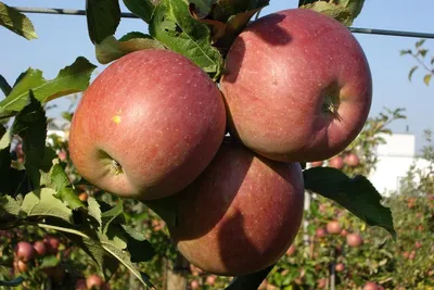Fuji KIKU Fubrax — фото сорта