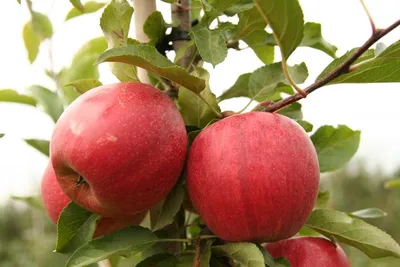 Gala Brookfield — фото сорта