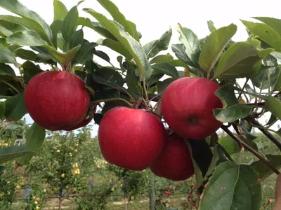 Gala Redlum — фото сорта