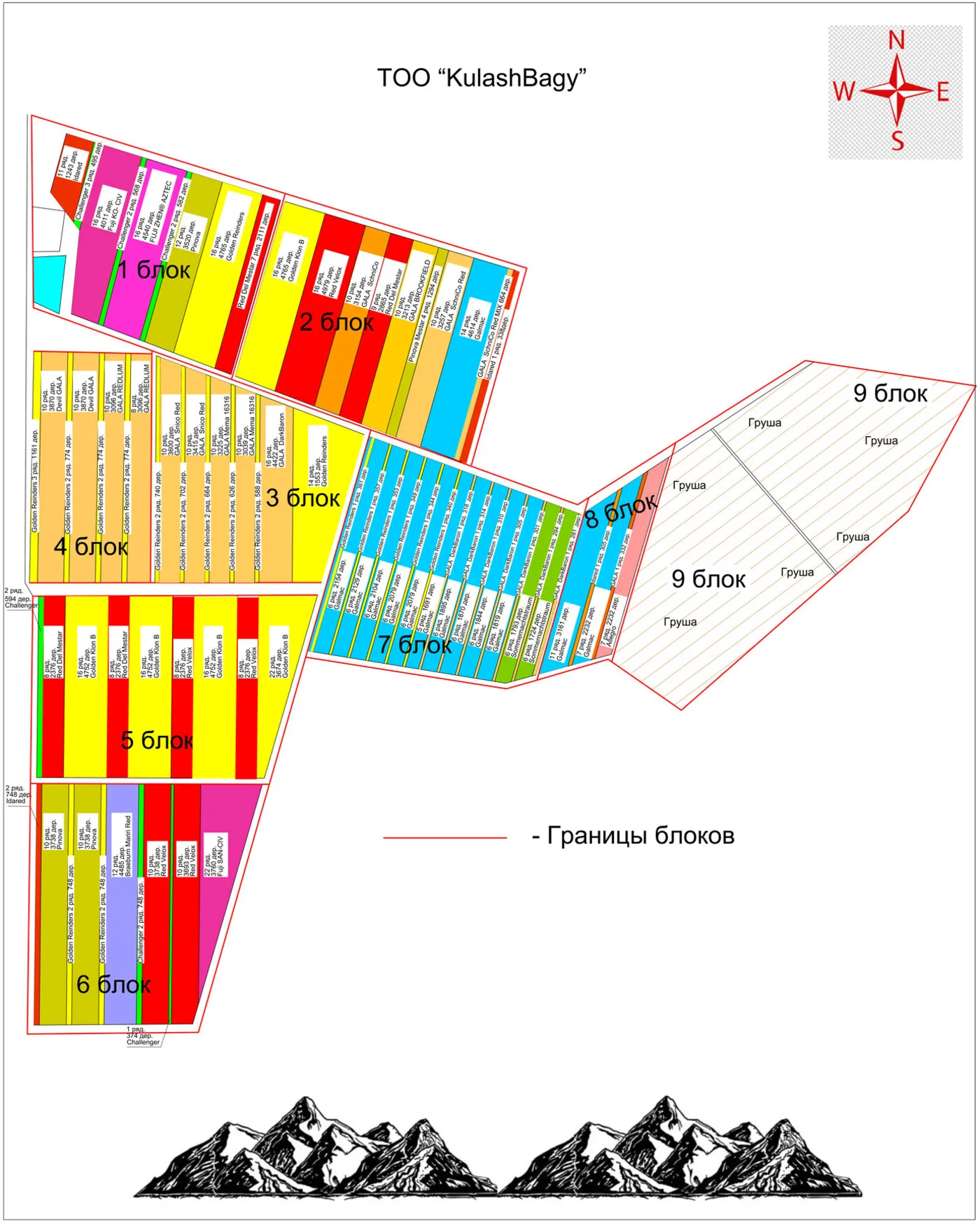 Генеральный план яблоневого сада КулашБагы — 9 блоков с сортами