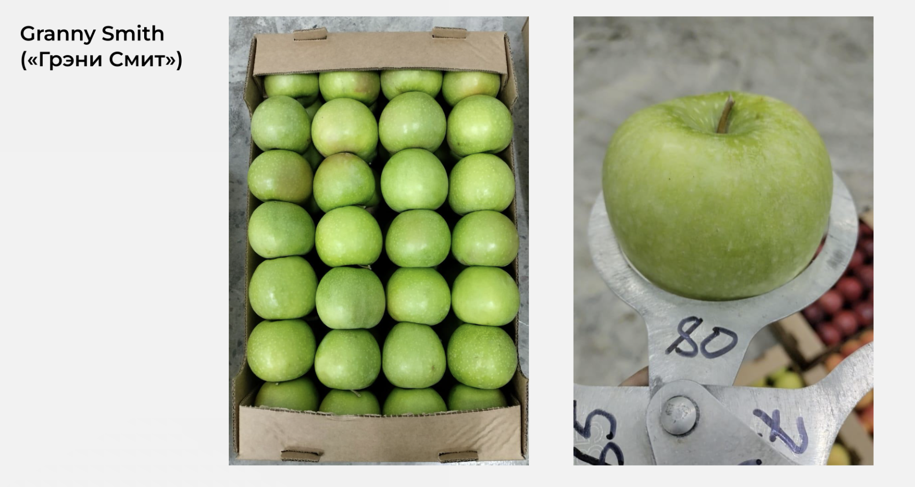 Granny Smith — фото из сада