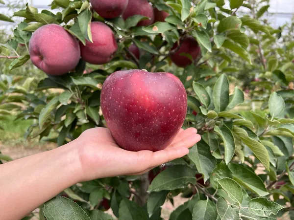 Яблоко Red Delicious из сада КулашБагы