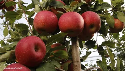 King GrofnFuji Standard — фото сорта