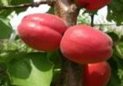 Lunafull — фото сорта