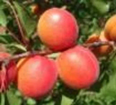 Mikado — фото сорта