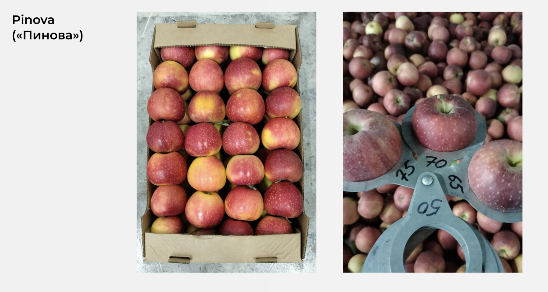 Pinova — фото из сада