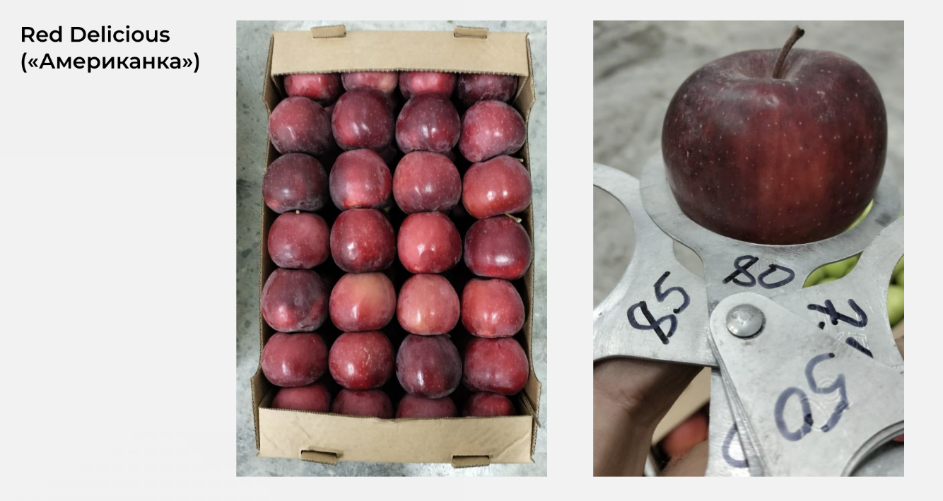 Фотография сорта Red Delicious из сада КулашБагы