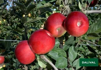 Red Idared — фото сорта