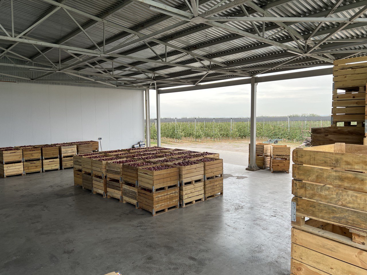 Склад КулашБагы — ящики с яблоками на фоне сада